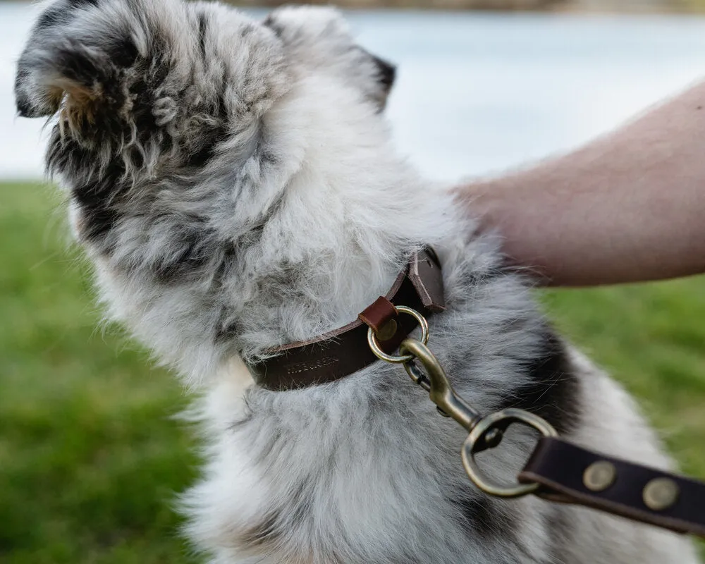 Leather Dog Collar - Black