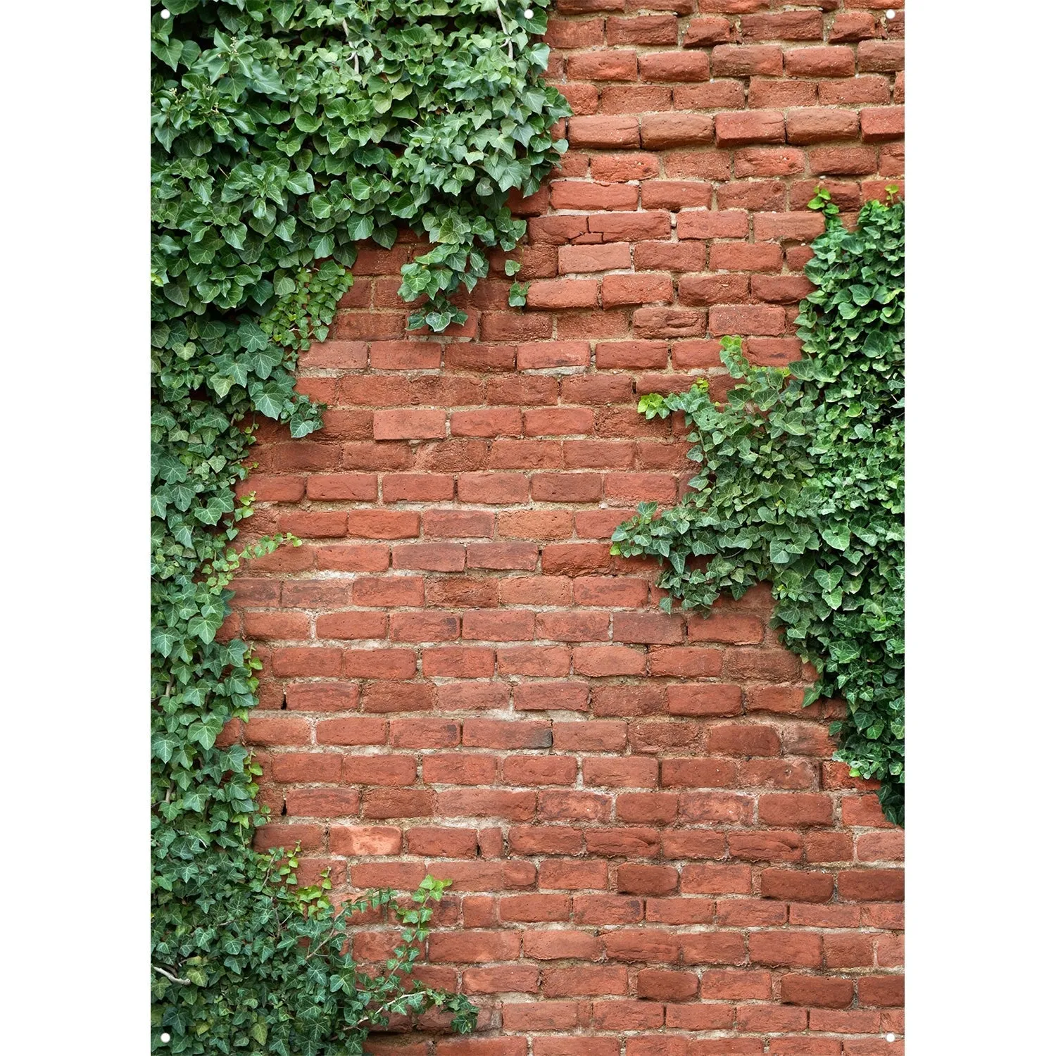 X-Drop Canvas Backdrop - Brick and Ivy Wall (5' x 7')